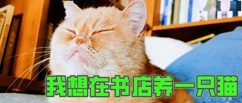書店與貓 一場看似浪漫卻需三思的邂逅