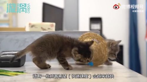 快貓副站長的打工記